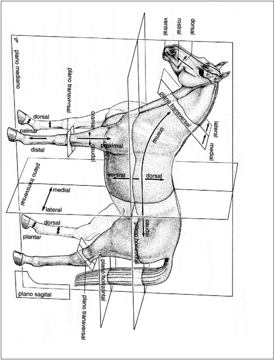 Anatomia dos