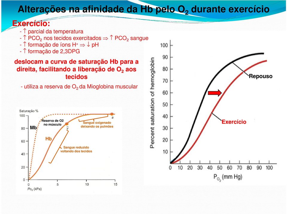 direita, facilitando a liberação de O 2 aos tecidos - utiliza a reserva de O 2 da Mioglobina muscular Repouso