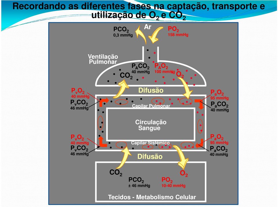 Circulação Sangue Capilar Sistêmico Ventilação Pulmonar P 0,3 mmhg Ar PO 2 158 mmhg O 2 P Difusão ±