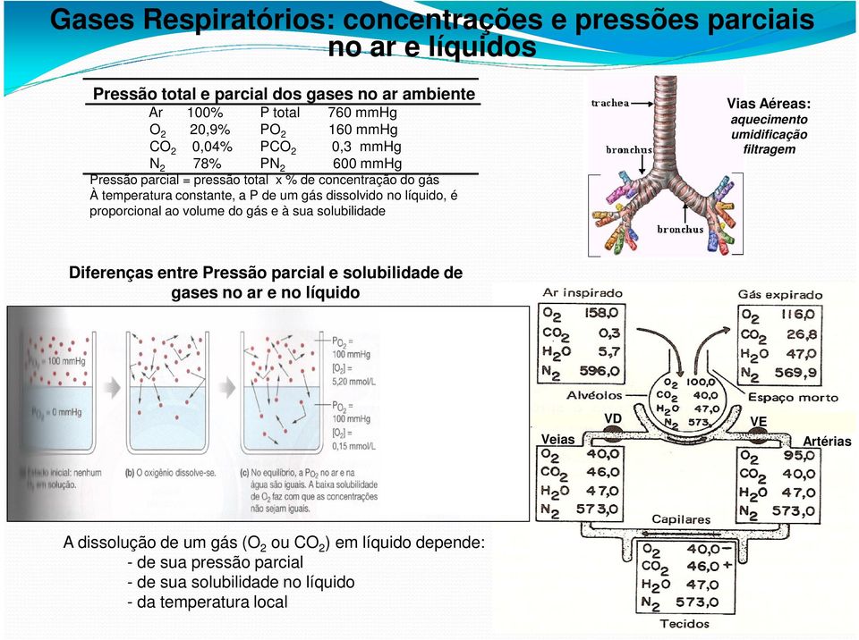 é proporcional ao volume do gás e à sua solubilidade Vias Aéreas: aquecimento umidificação filtragem Diferenças entre Pressão parcial e solubilidade de gases no ar e