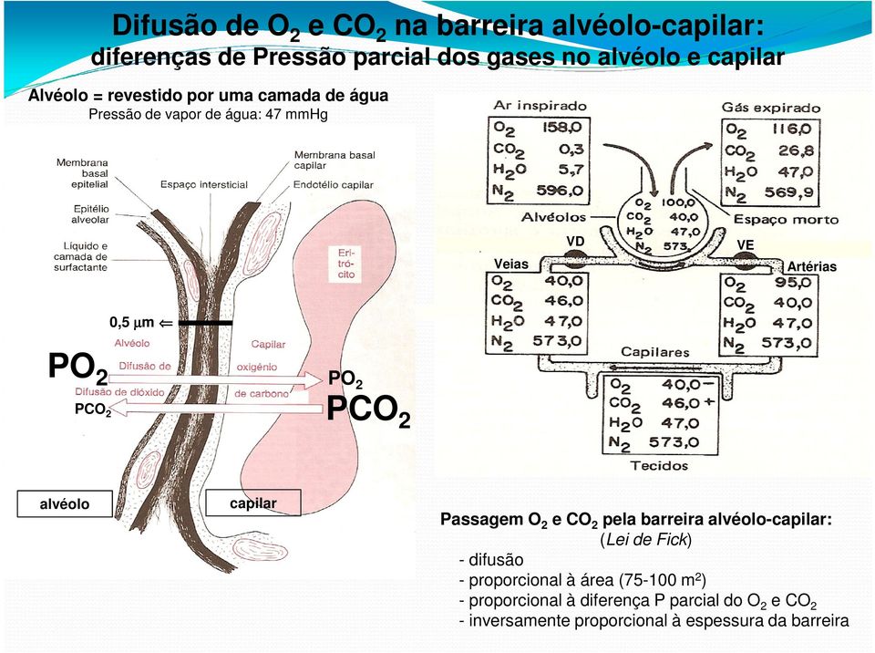 PO 2 P alvéolo capilar Passagem O 2 e pela barreira alvéolo-capilar: (Lei de Fick) - difusão - proporcional à