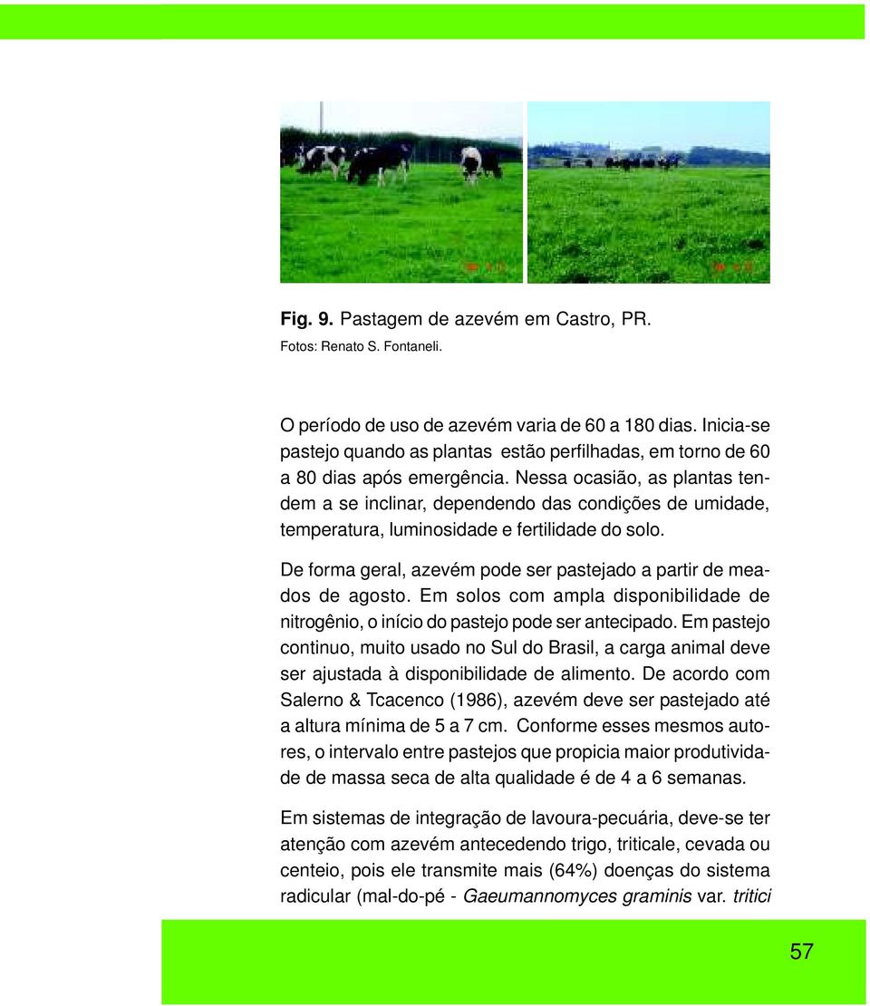 Nessa ocasião, as plantas tendem a se inclinar, dependendo das condições de umidade, temperatura, luminosidade e fertilidade do solo.