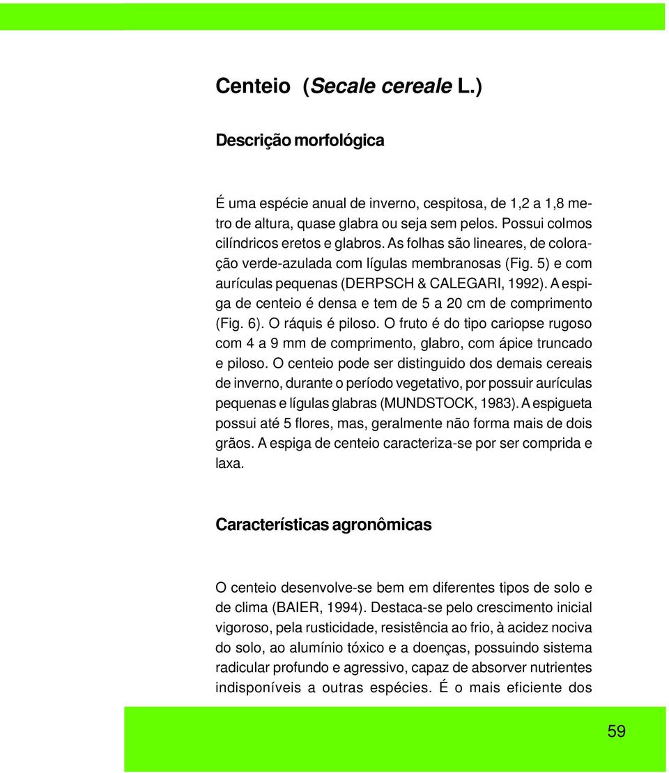 A espiga de centeio é densa e tem de 5 a 20 cm de comprimento (Fig. 6). O ráquis é piloso. O fruto é do tipo cariopse rugoso com 4 a 9 mm de comprimento, glabro, com ápice truncado e piloso.