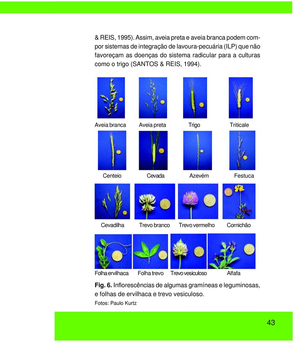 do sistema radicular para a culturas como o trigo (SANTOS & REIS, 1994).