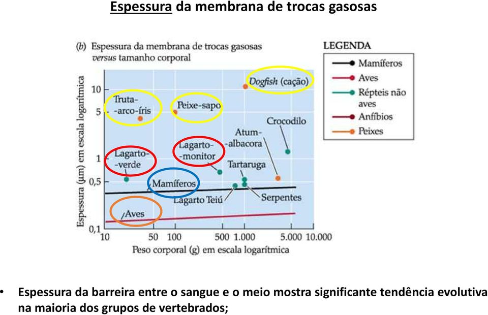 meio mostra significante tendência