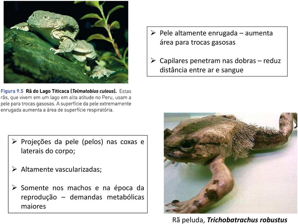 coxas e laterais do corpo; Altamente vascularizadas; Somente nos machos e na