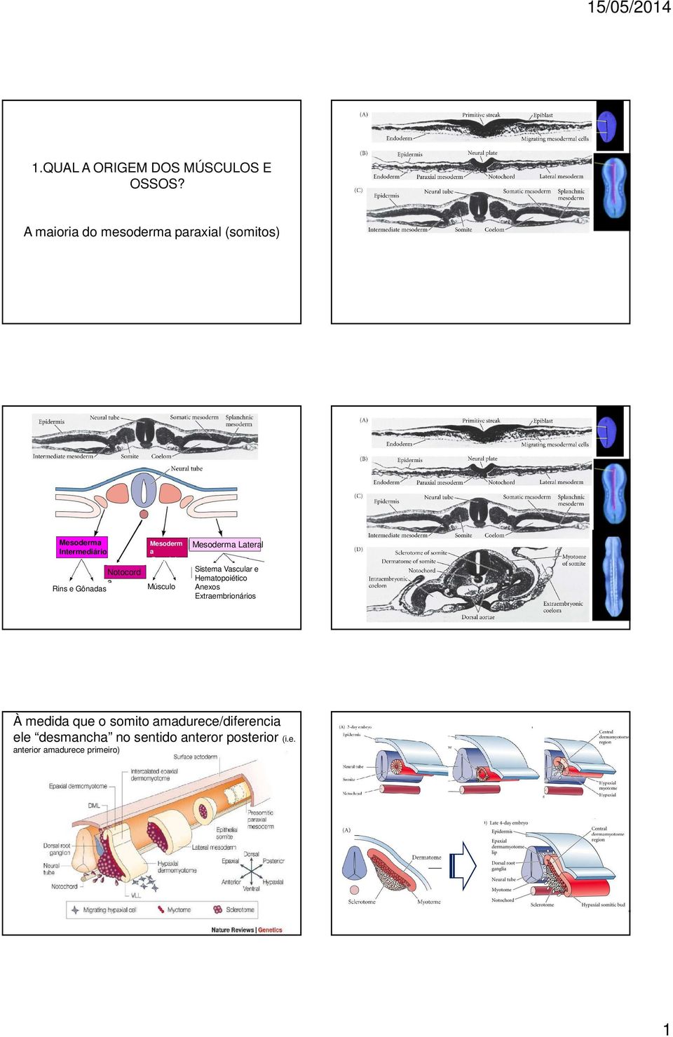 Gônadas Mesoderm a Paraxial Músculo Mesoderma Lateral Sistema Vascular e Hematopoiético