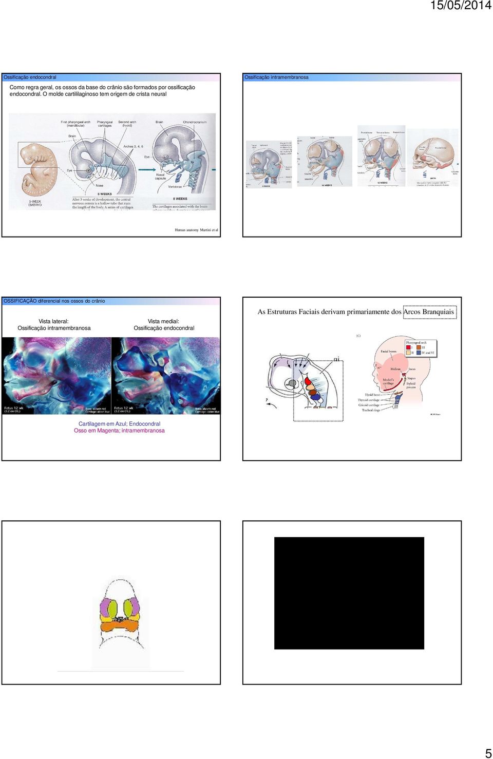 O molde cartililaginoso tem origem de crista neural Human anatomy Martini et al OSSIFICAÇÃO diferencial nos ossos do