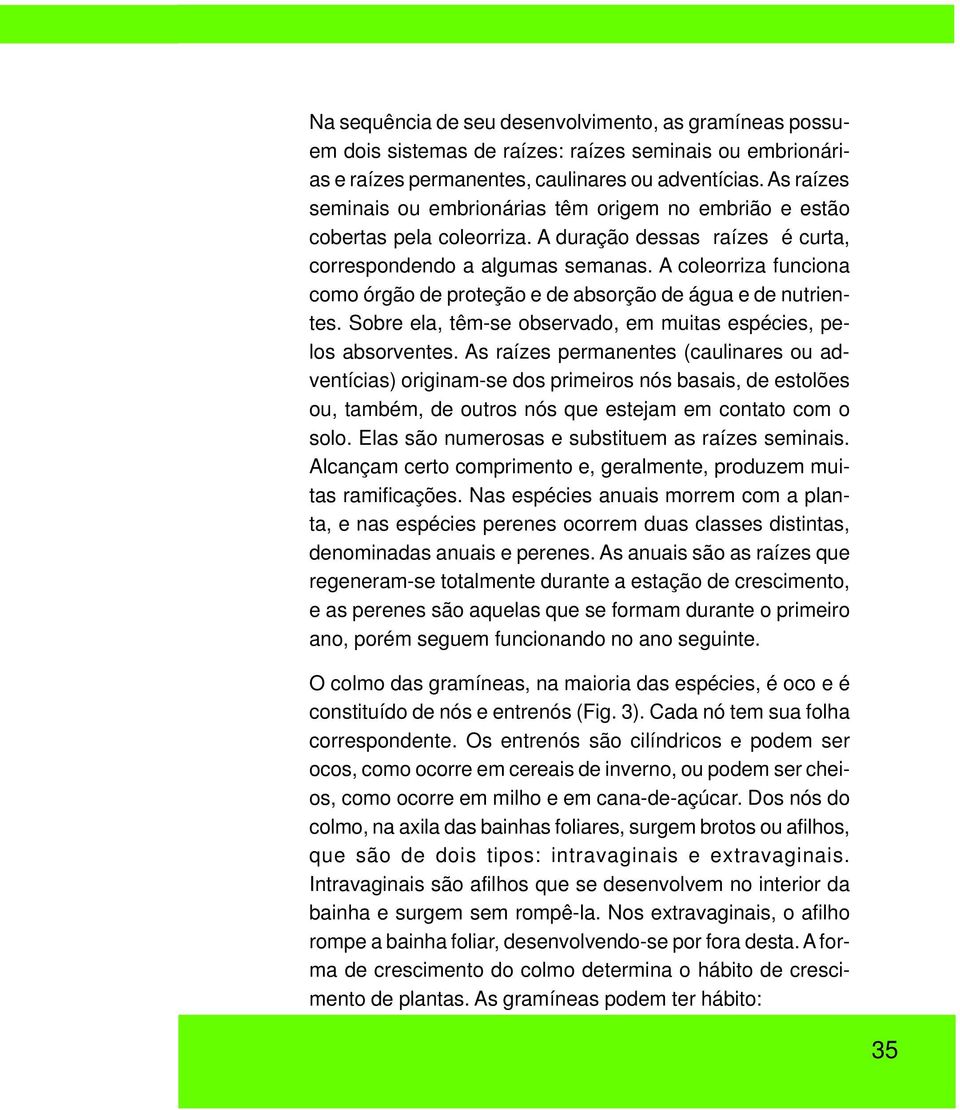 A coleorriza funciona como órgão de proteção e de absorção de água e de nutrientes. Sobre ela, têm-se observado, em muitas espécies, pelos absorventes.