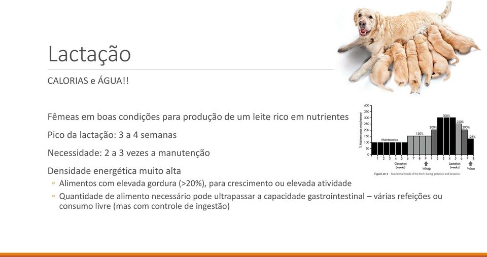 Necessidade: 2 a 3 vezes a manutenção Densidade energética muito alta Alimentos com elevada gordura