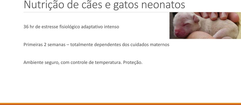 2 semanas totalmente dependentes dos cuidados