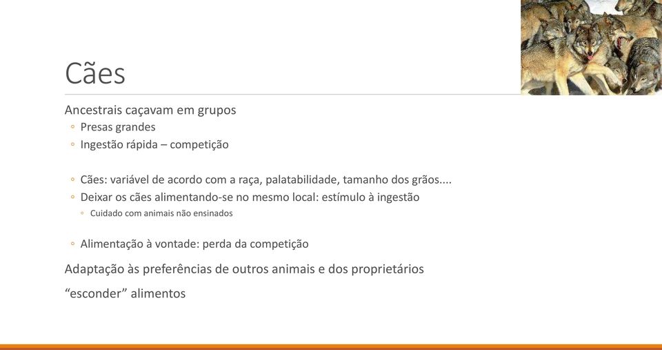 .. Deixar os cães alimentando-se no mesmo local: estímulo à ingestão Cuidado com animais não