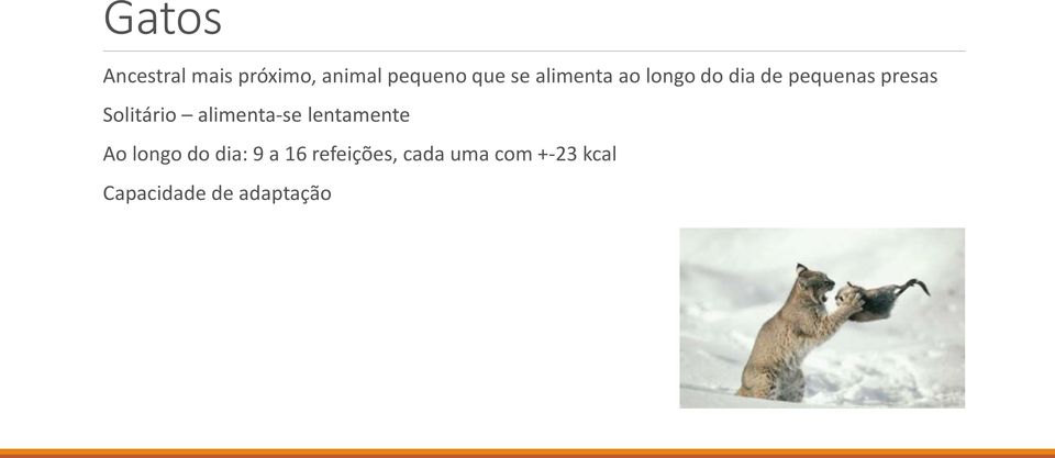 Solitário alimenta-se lentamente Ao longo do dia: 9