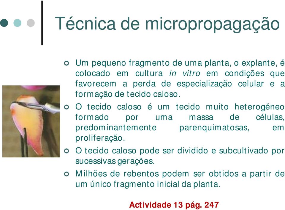 O tecido caloso é um tecido muito heterogéneo formado por uma massa de células, predominantemente parenquimatosas, em