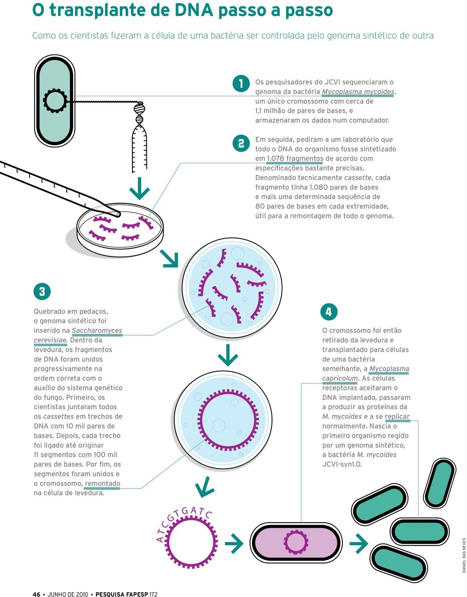 Em seguida, pediram a um laboratório que todo o DNA do organismo fosse sintetizado em 1.078 fragmentos de acordo com especificações bastante precisas.