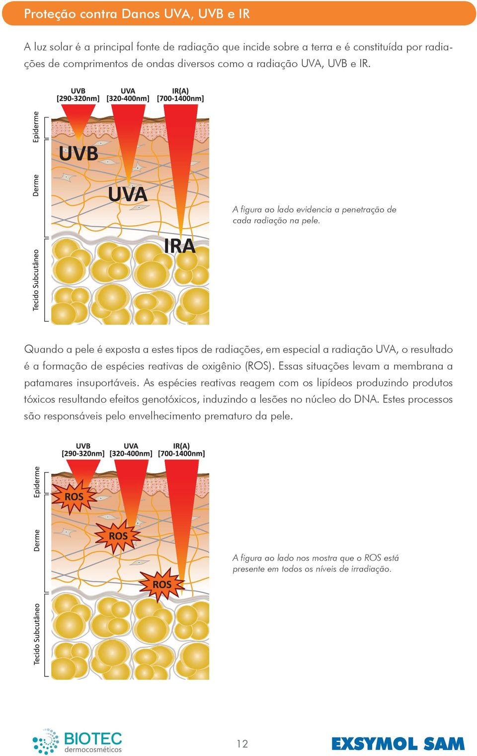 Quando a pele é exposta a estes tipos de radiações, em especial a radiação UVA, o resultado é a formação de espécies reativas de oxigênio (ROS).