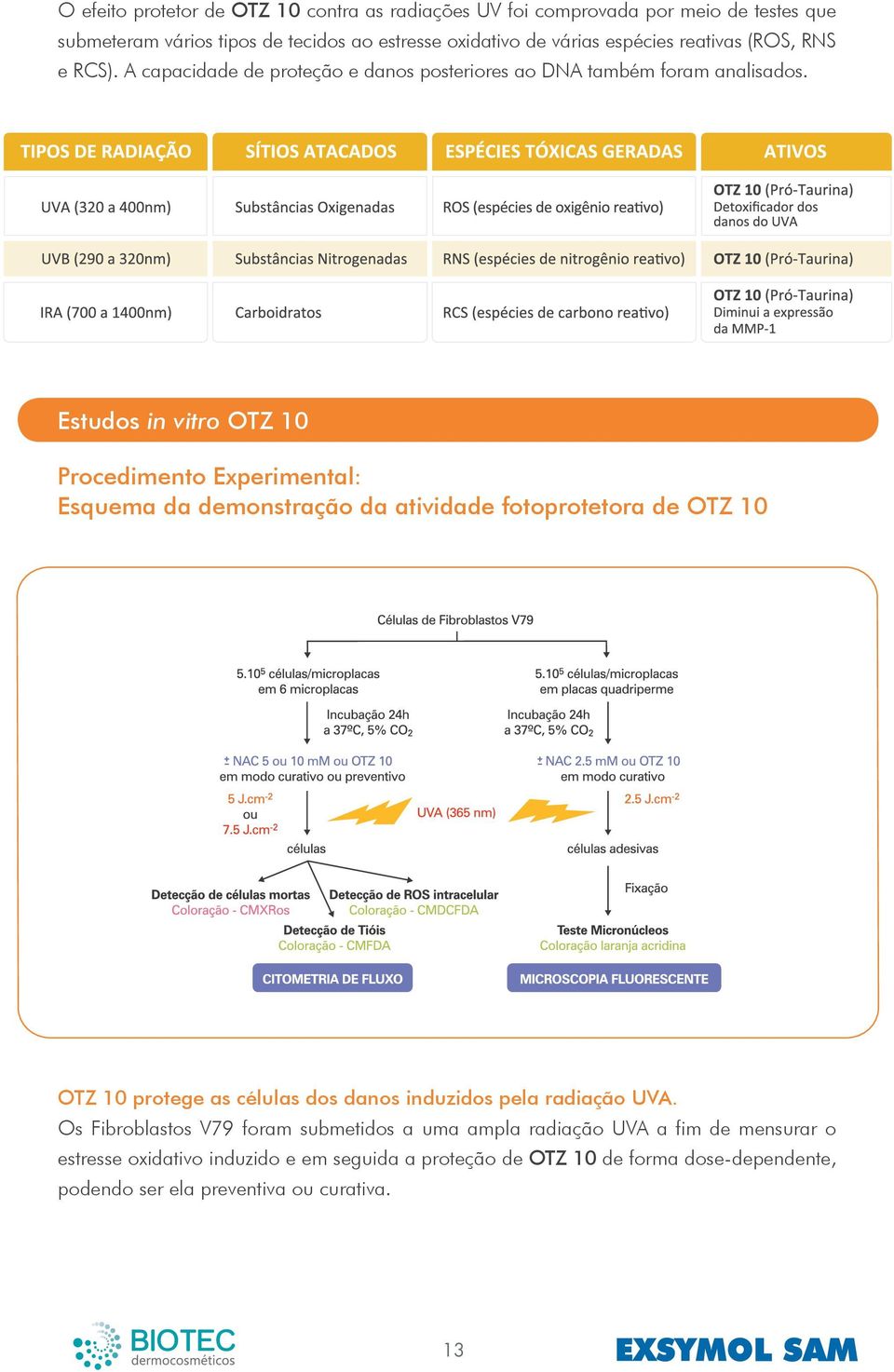 Estudos in vitro OTZ 10 Procedimento Experimental: Esquema da demonstração da atividade fotoprotetora de OTZ 10 OTZ 10 protege as células dos danos induzidos pela