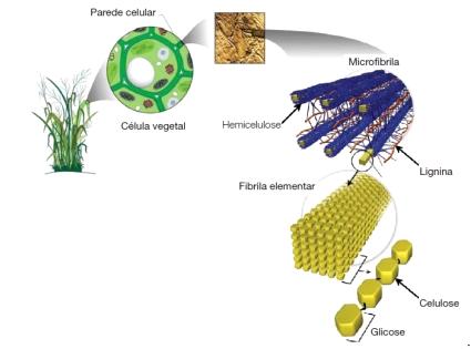 20 Figura 3 Estrutura da parede celular de vegetais Fonte: SANTOS et al., 2010 2.3.1 Celulose A celulose é um polissacarídeo, de cadeia longa, constituída por um único tipo de unidade de açúcar e com uma estrutura relativamente simples (GUTIMANIS, 2008).