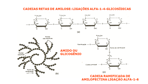 614 Sistema digestório: integração básico-clínica monômeros de glicose, de 1.700 a 22.000 ou mais (Figura 22.6). A celulose, de origem vegetal, é um polissacarídeo com cerca de 2.