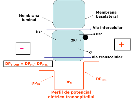 Reinaldo Barreto Oriá 611 Figura 22.5 Esquema dos principais processos de transporte através de epitélio do tipo tight : a via transcelular de transporte e a via intercelular.