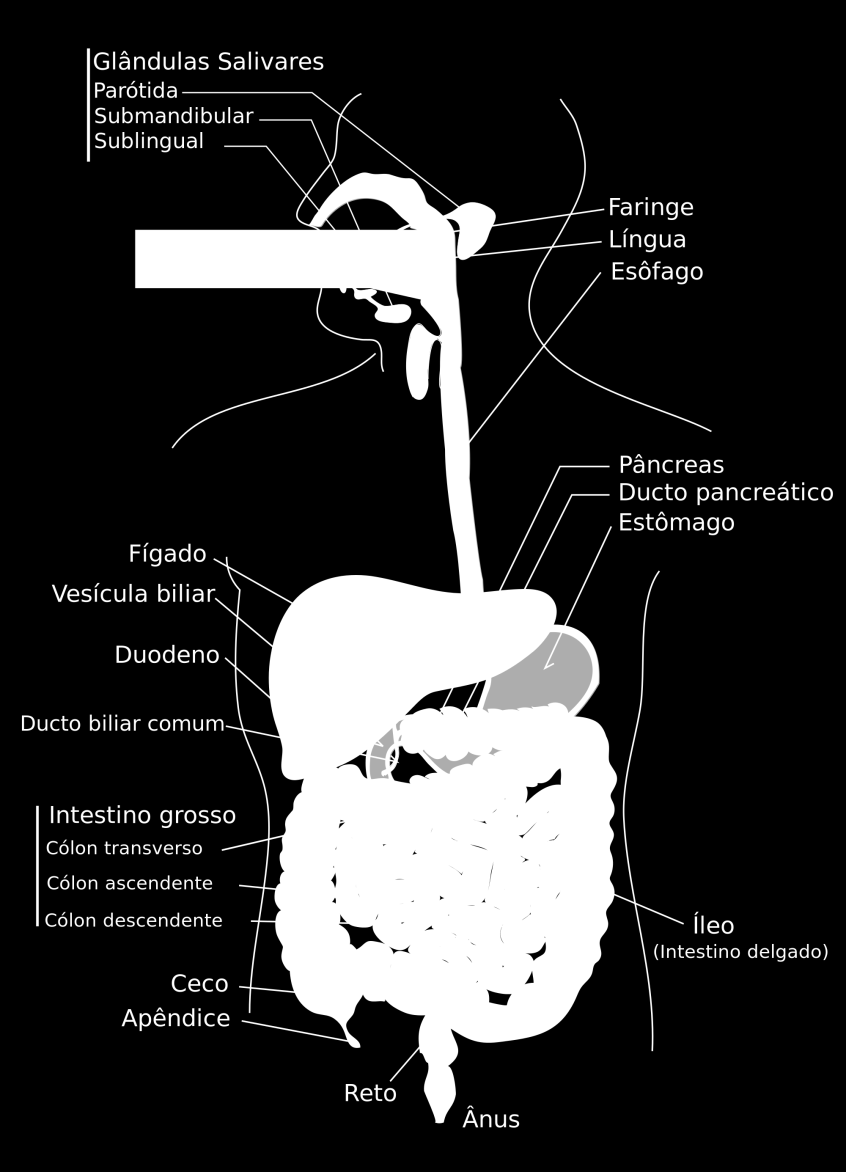 Sistema Digestório Humano Orgãos: Boca, Esôfago, Estômago, Duodeno, Jejuno, íleo, Ceco, Colo, Reto e ânus Glândulas anexas: Pâncreas, Vesícula biliar, Glândulas salivares Esfíncteres: Esofágico