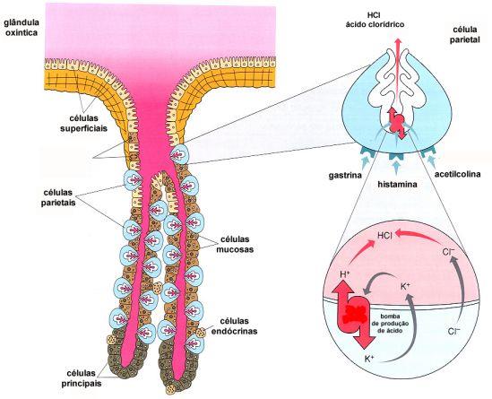 Secreção Gástrica Produção de muco e HCO3- HCl Fator Intrínseco Lipase, amilase gelatinase ou oxínticas Receptores em células epiteliais Receptores em células principais Receptores células