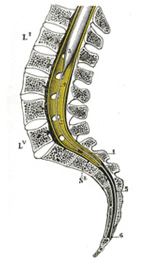 SACRO SACRO Osso triangular formado pela fusão de 5 vértebras S a c r o Nas faces ventral e dorsal do 1º corpo sacral, estão inseridos as fibras terminais dos ligamentos longitudinais anteriores e