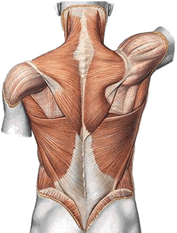 SACRO OCIPITAL Nas mulheres a face pélvica olha para baixo mais do que nos homens, aumentando a cavidade pélvica e tornando o ângulo sacrovertebral mais proeminente.