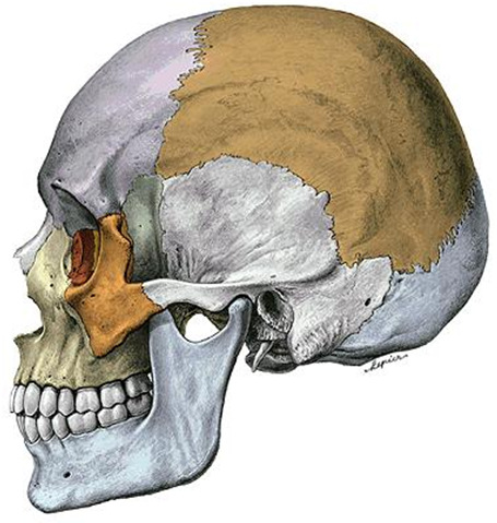 CRÂNIO COMO UM TODO CRÂNIO COMO UM TODO SUTURAS Sutura Coronal Sutura Sagital Sutura Lambdóide Sutura Escamosa CRÂNIO COMO UM TODO CRÂNIO COMO UM TODO SUTURAS SUTURAS Sutura Coronal Sutura Sagital