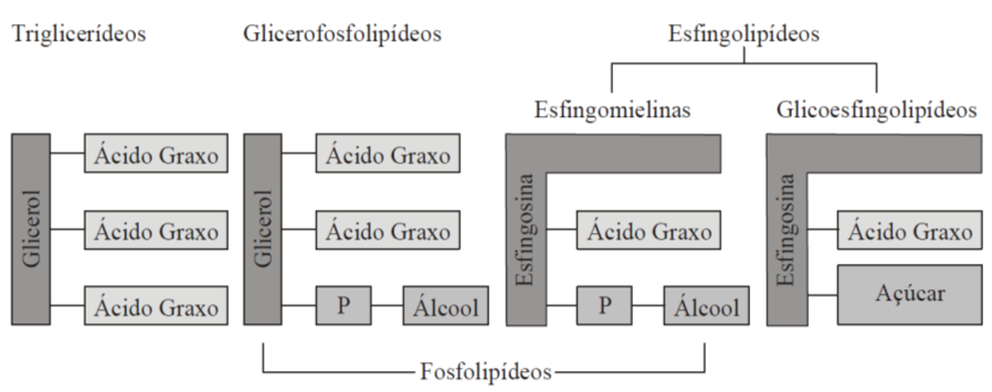 Glicoesfingolipídeos são determinantes dos grupos sanguíneos. esfingosnina ác.