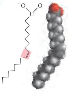 Prostagandinas, prostaciclinas Prostaciclina I 2 Mediador da inflamação Ácidos graxos Carboxila ác. esteárico ác. oléico empacotamento dos ácidos graxos depende do grau de saturação.