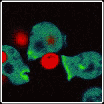 MOVIMENTOS CITOPLASMÁTICOS Movimentos amebóides: a região do citoplasma mais externa da célula, que se localiza abaixo da membrana plasmática, é chamada