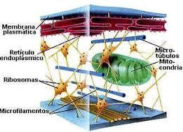 Papeis biológicos ou funções dos microtúbulos;