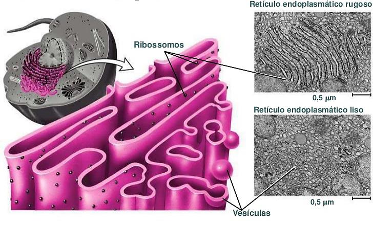 RETÍCULO ENDOPLASMÁTICO Rede de tubos e bolsas membranosas; É classificado em: Retículo Endoplasmático Rugoso ou