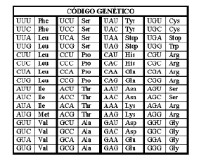 3- Ordene por ordem de ocorrência os seguintes passos referentes à síntese das globinas: 1- ação dos RNAt 2- transcrição 3- ligação da RNAp 4- processamento 5- ligação dos ribossomas ao RNAm 6-