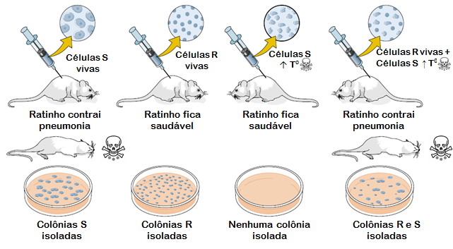 1928 - Frederick Griffith R=não virulentas S=virulentas Streptococcus pneumoniae.