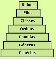 Não atingem grande altura e só vivem em ambientes úmidos. As briófitas não têm flores, frutos nem sementes.