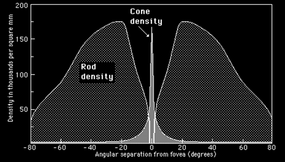 Densidade (milhares por mm 2 ) Bastonetes Cones Distância angular em relação à fóvea (graus) Figura 4.