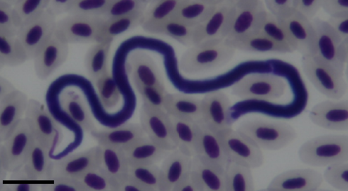 Fotografia 2. Exemplar de microfilária observada nos esfregaços sanguíneos corados com Giemsa de aves da família Thraupidae, mantidas no IBAMA de Juiz de Fora, Minas Gerais.
