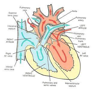 A ICCE é determinada por edema e congestão pulmonar.