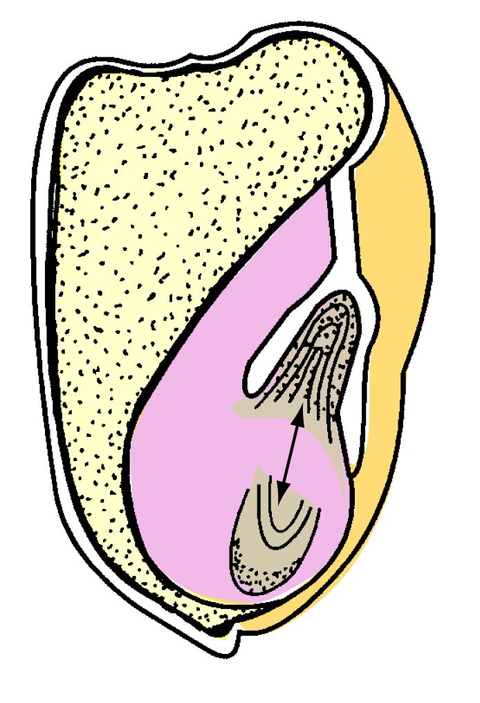 GERMINAÇÃO DE SEMENTES É o óvulo desenvolvido pós fecundção, contendo o embrião, com ou sem reservs nutritivs, que drá origem um novo indivíduo.