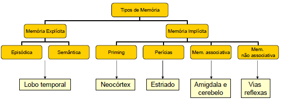 curta duração que mantém a informação disponível por um curto período de tempo enquanto o indivíduo planeia a acção baseada nisso. 12.