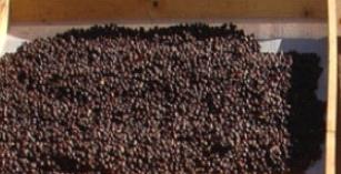 70 A B Figura 1 Secagem em terreiro até o teor se água de 11% (bu) (A) café despolpado e (B) café natural 2.
