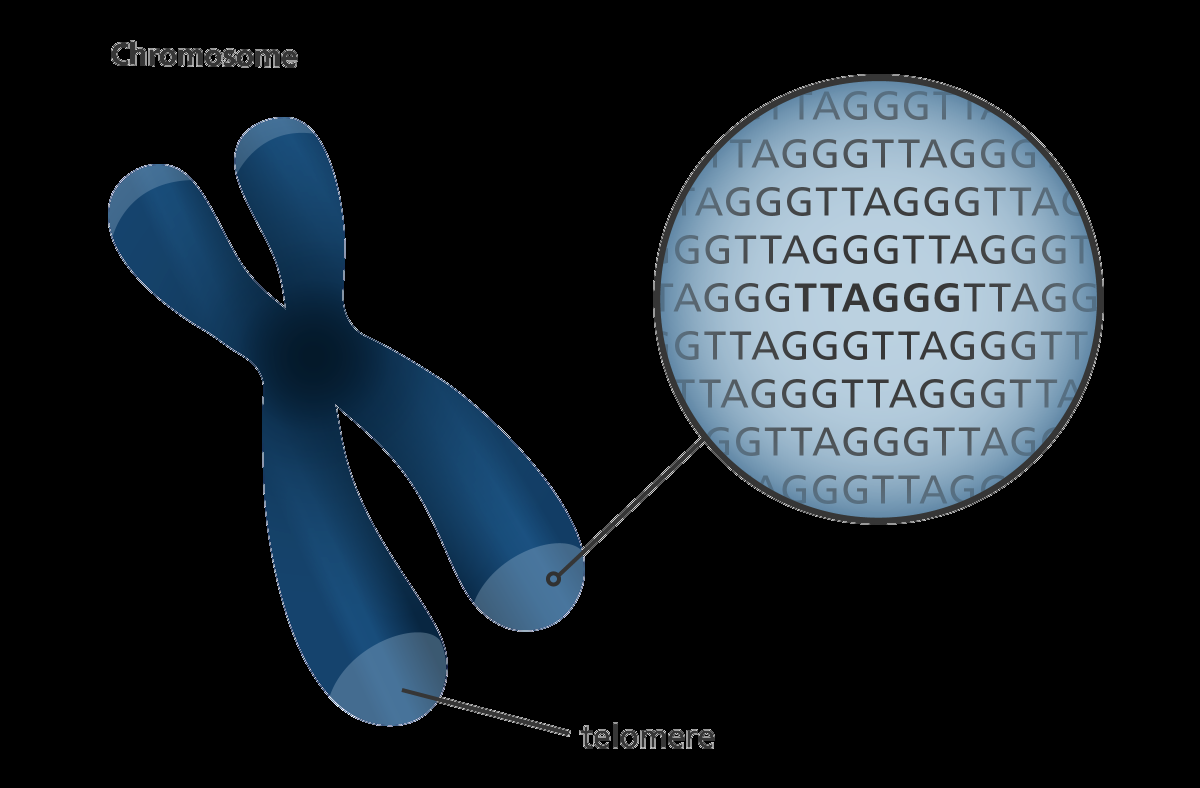 Teoria dos telômeros Telômero Telômeros são estruturas compostas por complexos de DNA e proteinas que estabilizam as terminações dos cromossomos,