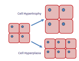 Crescimento celular Hiperplasia Incremento en número de celulas devido a divisão celular (mitosis) e diferenciação Mayoria da divisão celular e difenciação acontece antes do