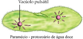 Protistas: Protozoários Ciliophora A principal característica é a presença de cílios ao redor do corpo.