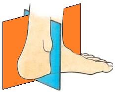 Maléolo Medial Ligamento Medial do Tornozelo Membrana Interóssea Articulação Tibiotársica Tróclea do Tálus Ligamento Talofibular Posterior Maléolo Lateral Articulação fibulotalar Articulação Subtalar