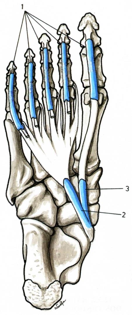 2. Outra que envolve o tendão do músculo flexor longo dos dedos (figura 27.3); 3. Uma outra que envolve o tendão do músculo flexor longo do hálux (figura 27.4). 1.