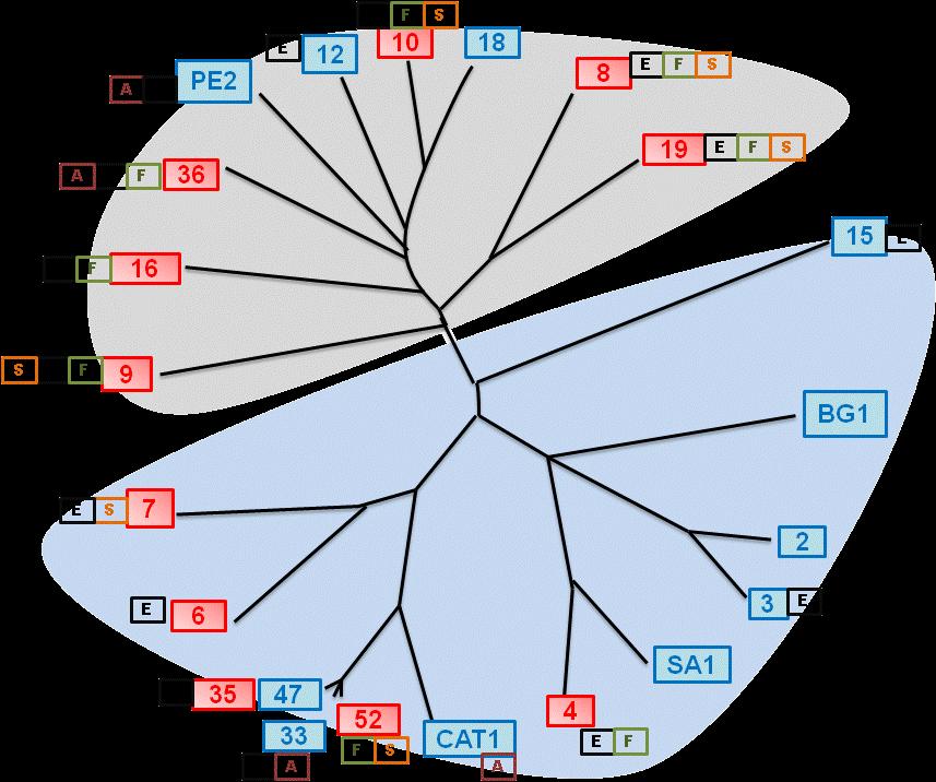 63 Figura 10 - Árvore fenética construída com os resultados da amplificação dos loci microssatélites, usando o software Population 1.2.