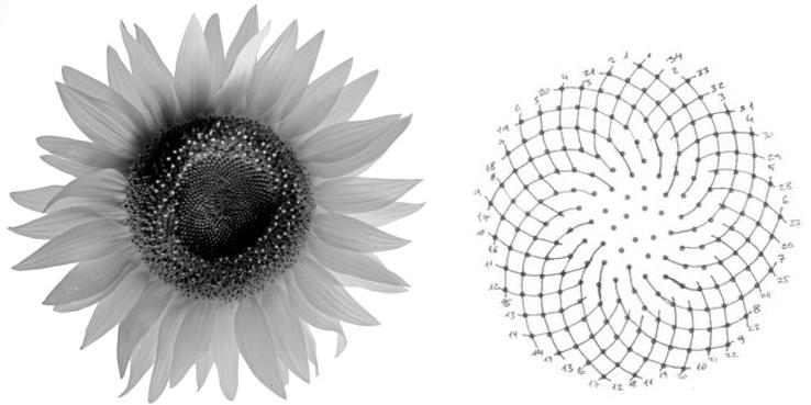 14655 Figura 3: Girassol e a Espiral de Fibonacci Fonte: Zahn (2011) Toda sequência pode ser escrita por meio de uma lei de formação que caracteriza matematicamente a determinação de cada elemento